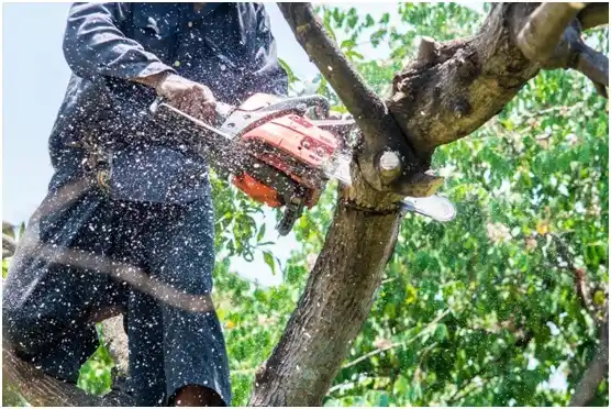 tree services Yelm